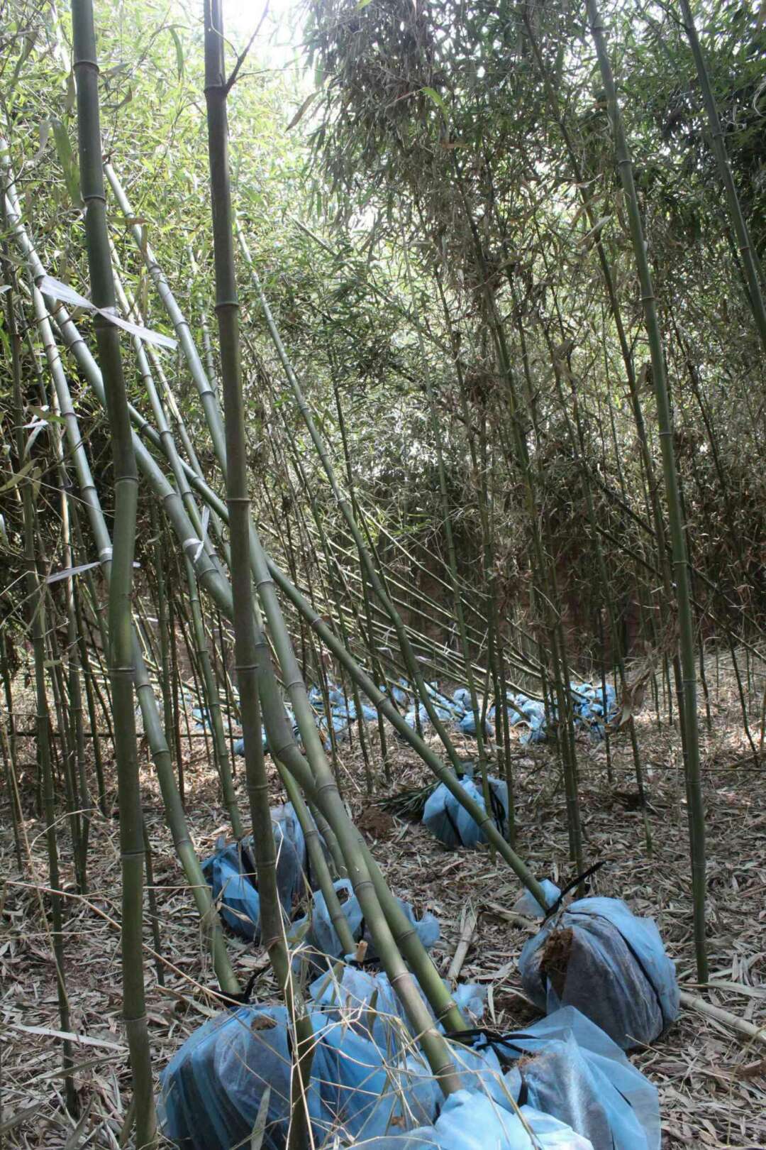 竹子种植