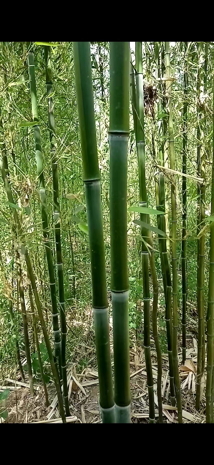 竹子苗木