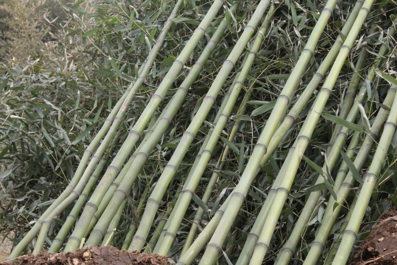 竹子苗木种植