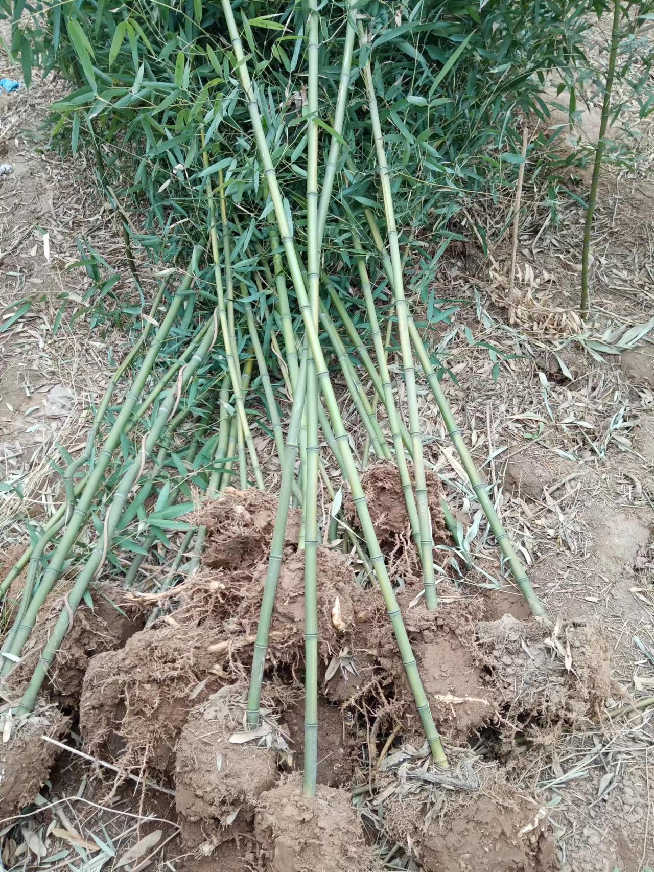 竹子种植基地