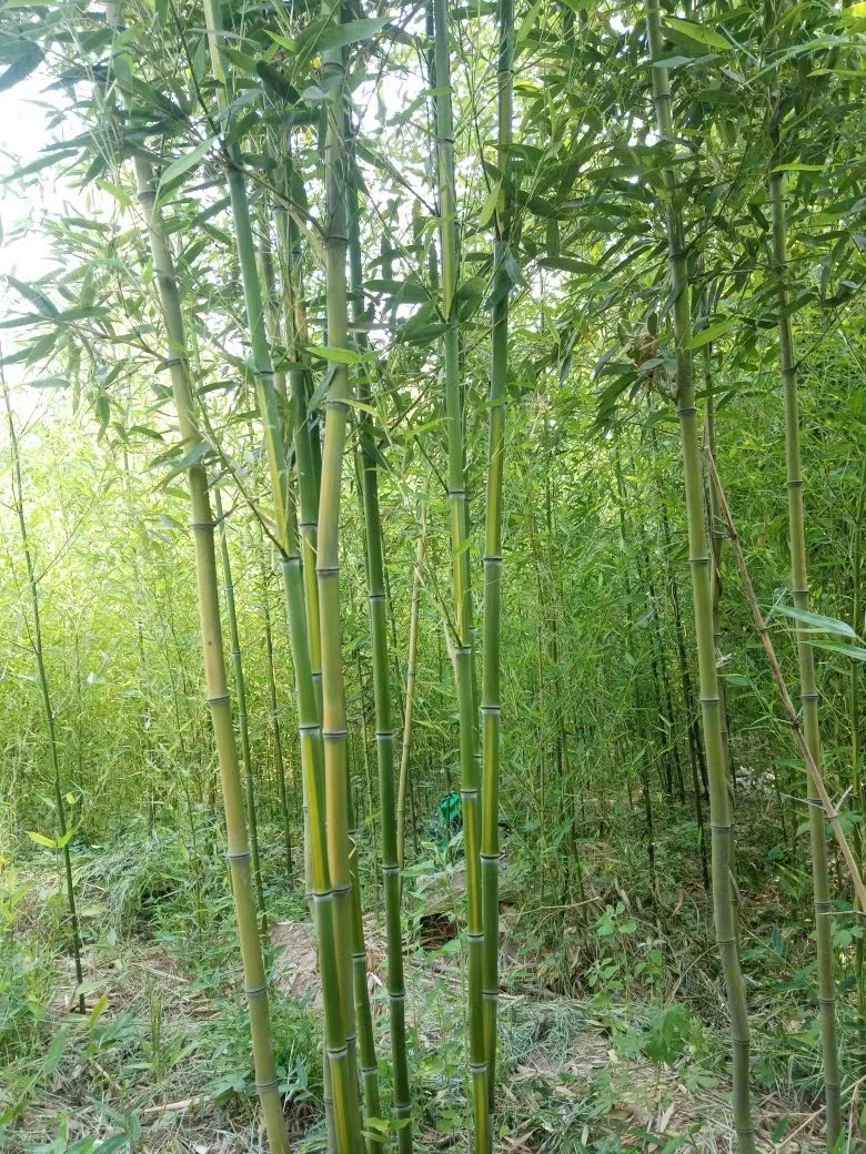 竹子种植