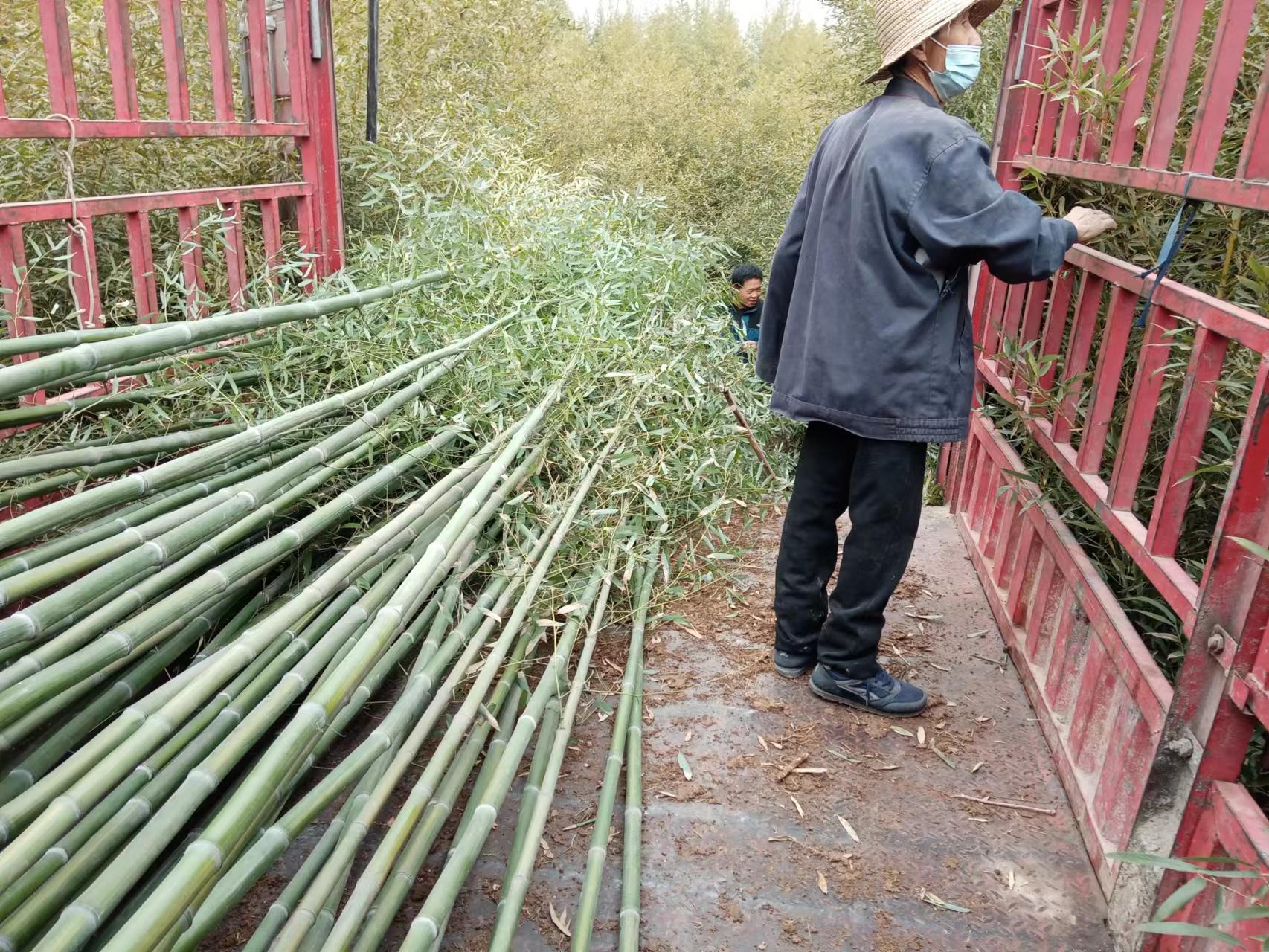 竹子种植基地